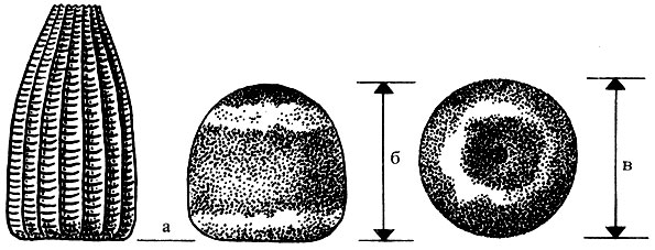 3 - Стадии развития бабочки: А - яйцо (слева яйцо капустницы, в центре и справа яйцо подалирия, или парусника): а) основа, б) высота, в) диаметр
