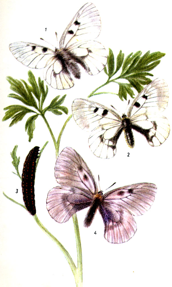 Мнемозина, или черный аполлон. Parnassius mnemosyne LINNAEUS, 1758. Бабочка V-VII. Гусеница: IV-VI (в зависимости от высоты над уровнем моря). Кормоые растения: различные виды хохлатки (Corydalis). Зимует яйцо. 1-самец, 2-самка, 3-гусеница, 4-подвид hartmanni f. melaina