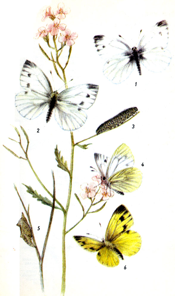  Брюквенница. Pieris napi LINNAEUS, 1758. Бабочка: III-X. Гусеница: III-X. (период развития 2-3 недели). Кормовые растения: рапс, брюква, редька, клоповник, сердечник, и т.д. Зимует куколка. 1-самец, 2-самка, 3-гусеница, 4-нижняя сторона крыльев, 5-куколка, 6-f.hybernica Sch