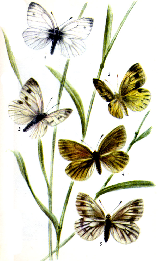 Белянка горная. Pieris bryoniae OCHSENHEIMER, 1808. Бабочка: V; VI- VII, частично третье поколение з VIII. В горах одно поколение в VI-VII, в зависимости от высоты местонахождения над уровнем моря. Гусеница: с V до IX на резухе, ярутке и других растениях.  1-самец, 2-подвид flavescens (самка), 3-подвид vihorlatemis (самка), 4-самка, 5-подвид neohryoniae (самка)