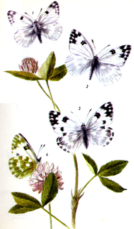 Белянка рапсовая, или резедовая. Pontia daplidice LINNAEUS, 1758. Бабочка: IV-V; VII-VIII (на юге 11-X). Гусеница : 111-Х(в Центральной Европе преимущественно V -VI), на резеде, гулявнике, горчице, различных видах крестоцветных (Cruciferae). Зимует куколка. На юге Европы местами довольно обилен. 1-ген. vern. bellidice, 2-самец, 3-самка, 4-нижняя сторона крыльев