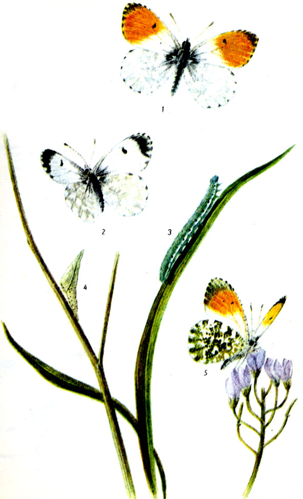 Зорька. Anthocharis cardamines LINNAEUS, 1758. Бабочка: IV-VI (в горах нередко и в VII). Гусеница: V-VIII, на целом ряде растений, таких как чесночник, сердечник, ярутка, гулявник, резуха. Зимует куколка. 1-самец, 2-самка, 3-гусеница, 4-куколка, 5-нижняя сторона крыльев