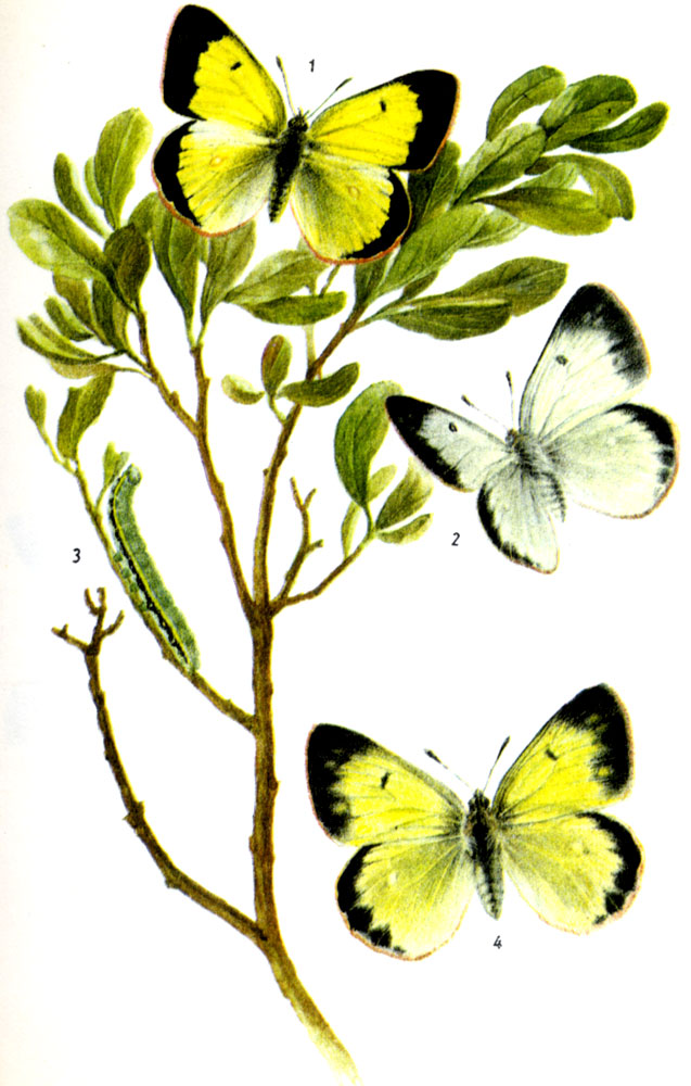 Желтушка торфяниковая. Colias palaeno LINNAEUS, 1761. Бабочка: VI -VII. Гусеница: VI-V, на голубике; стадия куколки продолжается 1-3 недели, как правило, V и VI. 1-самец, 2-самка, 3-гусеница, 4-форма illgneri