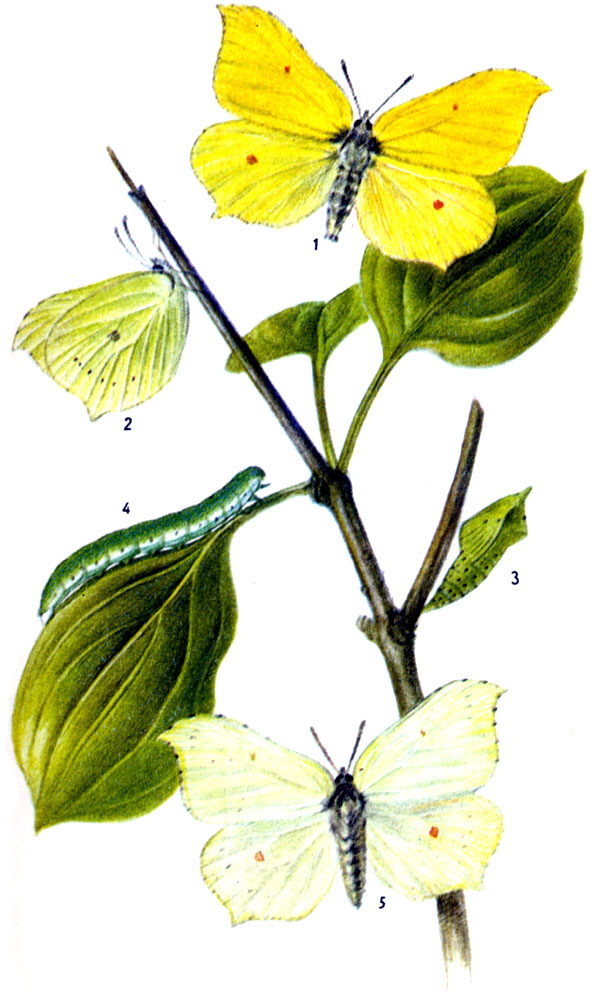 Крушинница, или лимонница. Gonepteryx rharnni LINNAEUS, 1758. Бабочка: с VI до V следующего года. Гусеница; V-VII, на крушине. В Северной Африке частично второе поколение в VIII-IX.  1-самец, 2-нижняя сторона крыльев, 3-куколка, 4-гусеница, 5-самка
