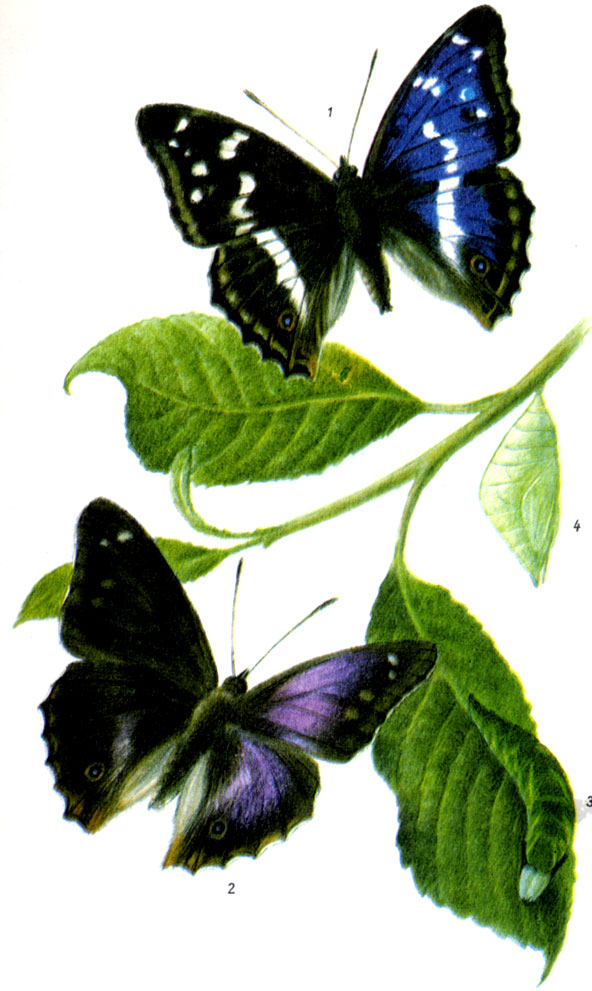 Радужница, или переливница, большая. Apatura iris LINNAEUS, 1758. Бабочка: VI-VIII. Гусеница: VIII-V, на ивах и осине. Зимует в коконе на веточке или листе, стараясь устроиться рядом с почкой. Стадия куколки продолжается 2-3 недели и приходится, как правило, на VI. 1-самец, 2-самец формы iole, 3-гусеница, 4-куколка