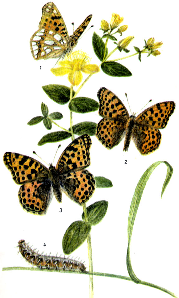 Перламутровка полевая. Issoria lathonia LINNAEUS, 1758. Бабочка: в теплых странах с II -III (в Центральной Европе с IV) до X, в 2-3 генерациях. Гусеницы могут встречаться в любое время года на разных видах фиалок; зимуют. Стадия куколки продолжается примерно 4 недели. 1-нижняя сторона крыльев, 2-самец, 3-самка, 4-гусеница