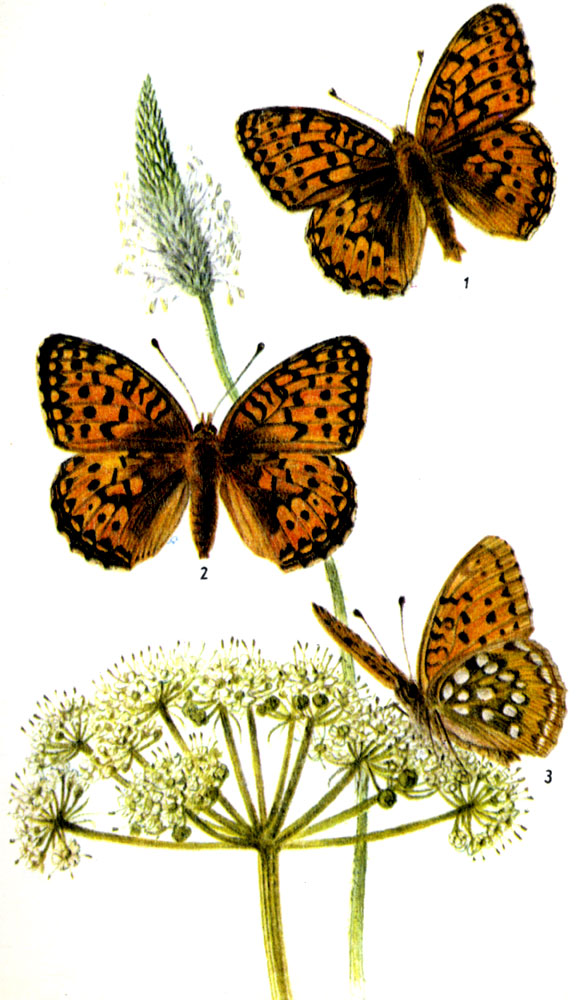 Перламутровка Аглая. Mesoacidalia aglaja LINNAEUS, 1758. Бабочка: VI -VIII. Гусеница: VIII-V, на собачьей фиалке, анютиных глазках и родственных растениях. Стадия куколки продолжается несколько недель. 1-самец, 2-самка, 3-нижняя сторона крыльев