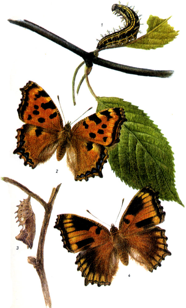Многоцветница. Nymphalis polychloros LINNAEUS, 1758.  Бабочка: VI-IX и после зимовки с III до V. Гусеница: V-VII, на иве, вязе, тополе, плодовых деревьях и т.д. 1-гусеница, 2-бабочка, 3-куколка, 4-форма testudo