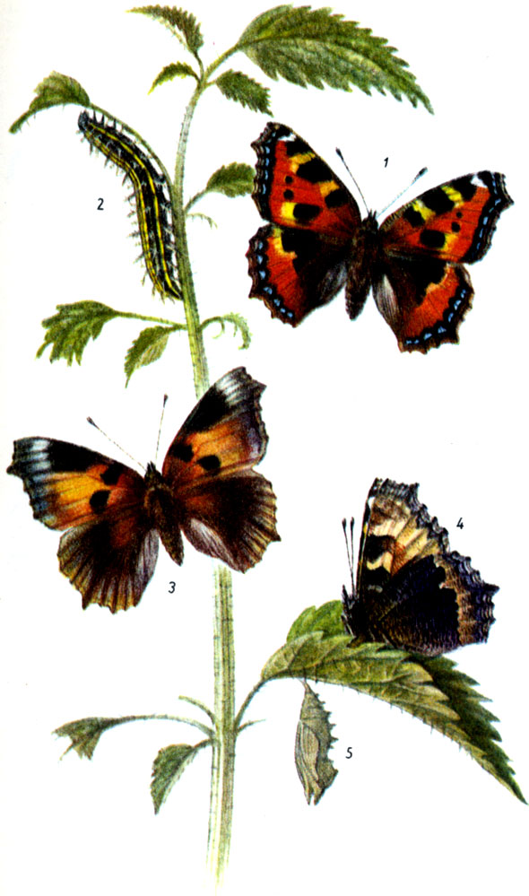 Крапивница. Aglais urticae LINNAEUS, 1758.  Бабочка: VI-IX, иногда и X; после зимовки с III до V. Гусеница: V-VIII, на крапиве, местами в большом количестве. Стадия куколки продолжается около двух недель. 1-бабочка, 2-гусеница, 3-форма ichnusoides Sel.t 4-нижняя сторона крыльев, 5-куколка