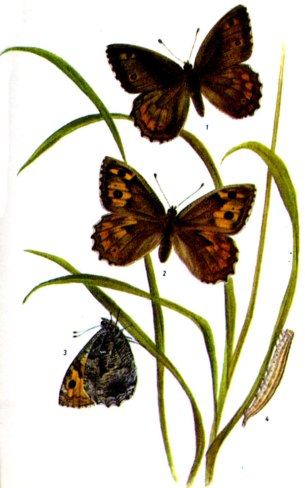 Сатир боровой, или семеяа. Hipparchia semele LINNAEUS, 1758. Бабочка: VI-IX. Гусеница: с лета до V следующего года, на разных злаках, таких как луговик дернистый, овсяница влагалищная и т.д. 1-самец, 2-самка, 3-нижняя сторона крыльев, 4-гусеница