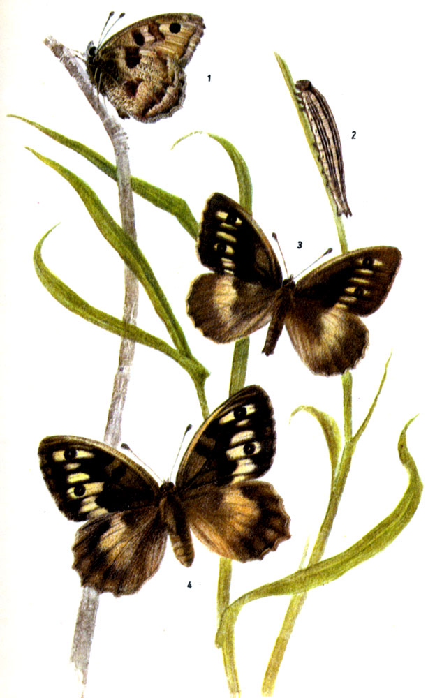 Бризеида. Chazara briseis LINNAEUS, 1764. Бабочка: VI-IX. Гусеница: с лета до V-VI следующего года, на разных злаках, например на голубой сеслерии. Стадия яйца продолжается примерно две недели. 1-нижняя сторона крыльев., 2-гусеница, 3-самец, 4-самка