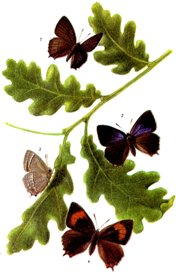 Хвостатка дубовая. Quercusia quercus LINNAEUS, 1758. Хвостатка березовая. Thecla betulae LINNAEUS, 1758. Q. quercus: VI-VIII,. Гусеница; IV - VI, на дубах. Зимует яйцо. Т, betulae: VII-X.  Гусеница: V-VI, на терновнике, березе и т.д. Зимует яйцо. Q. quercus: 1-самец, 2-самка, 3-нижняя сторона крыльев Т. betulae: 4-самка