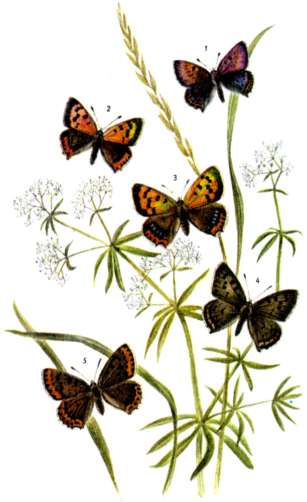 Многоглазка (червонец) пятнистая. Lycaena phlaeas LINNAEUS, 1761. Многоглазка (червонец) голубоватая. Lycaena helle SCHIFFERMULLER, 1775. Многоглазка (червонец) чернопятнистая. Heodes tityrus PODA, 1761. L. phlaeas: Гусеница: V-VI; Vl-Vill; X-IV,на щавеле. L. helle: Гусеница: V-VI и VIII-IX, на горце. Н. tityrus: IV-V; VII-VIII, на юге частично третья генерация. Гусенща: VI -VII и с осени до IV, на щавеле. L. helle: 1-самец, L. phlaeas: 2-самец, 3-самка формы coeruleopunctatat Н. tityrus: 4-самец, 5-самка