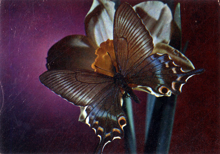    (Papilio maackii Ménétriés)