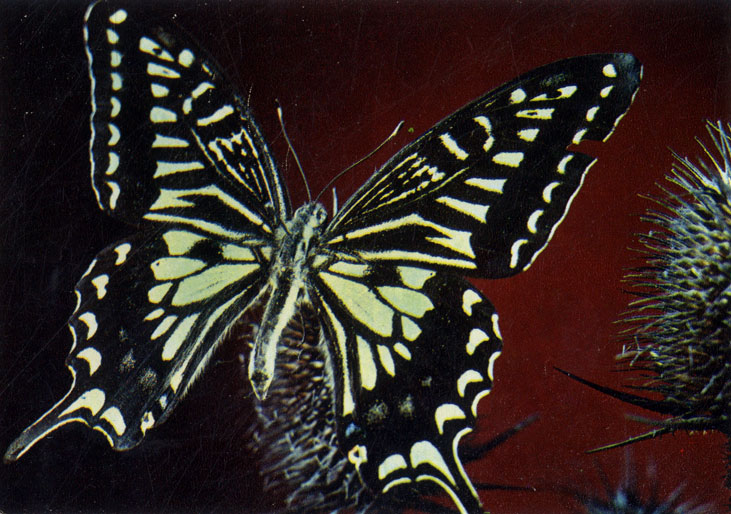  (Papilio xuthus L)