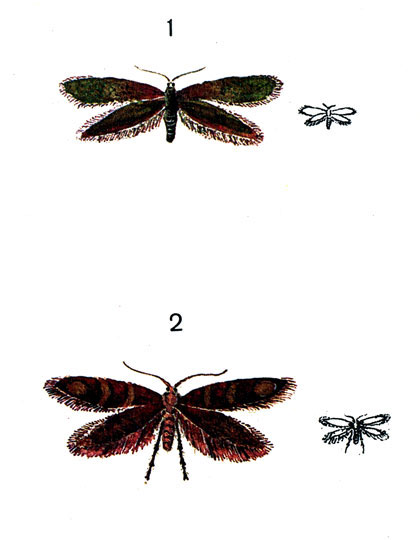 1. 1.   (Micropteryx calthella L.); 2.   (. aureathella Sc.)