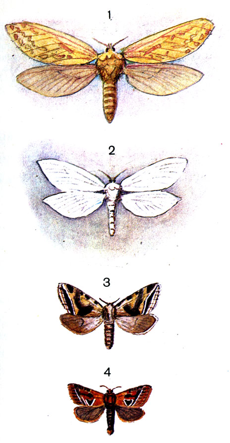  2. 1.   (Hepialus humuli L.) - ; 2.   - ; 3.   (Triodia silvina L.) - ; 4.   - 