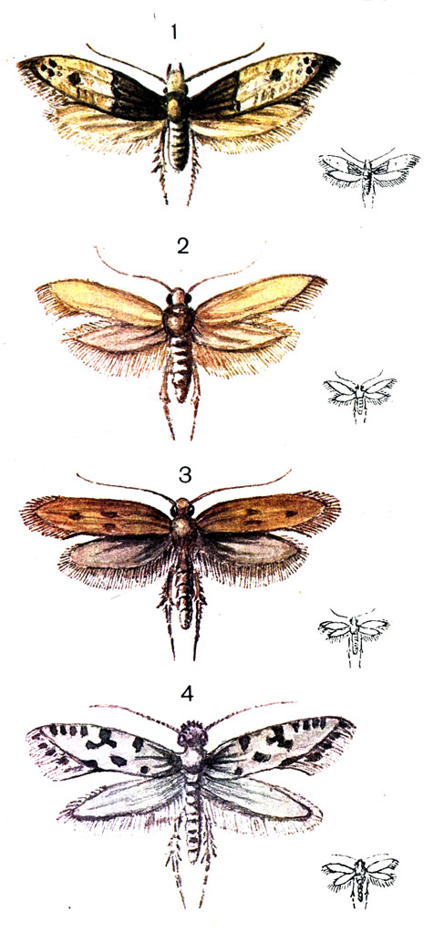  3. 1.	  (Trichophaga tapetzella L.); 2.	  (Tineola bisselliella Hum.); 3.	  (Tinea pellionella L.); 4.   (Nemapogon granellus L.)
