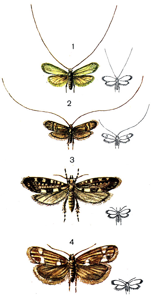  4. 1.	   (Adela viridella Sc.); 2.	   (Adela degeerella L.);  3.	  (Lampronia rubiella Bjerk. (Jncurvaria); 4.	  (Jncurvaria capitella Cl.)