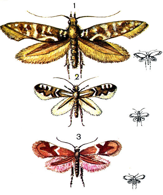  5. 1. -  (Gracilaria syringella F.); 2.	-  (Lithocolletis blancardella F.); 3. -  (Lithocolletis rylifoliella Haw.)