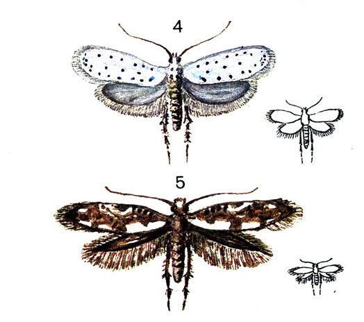 5. 4.	   (Yponomeuta malinellus Z.); 5.   (Argyresthia conjugella Z.)
