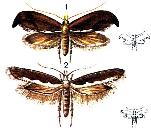  6. 1.	   (Harpipteryx xylostella L.); 2.   (Plutella maculipennis Curt.)
