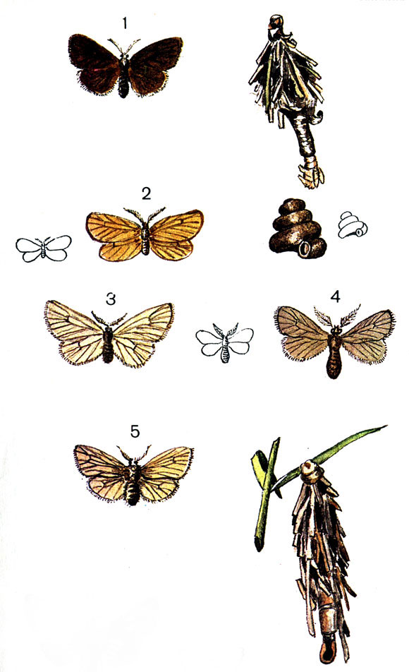  7. 1.	  (Canaephora unicolor Hufn.); 2.	  (Apterona crenulella Brd.); 3.	  (Sterrhopteryx standfussi H.S.); 4.	   (Oreopsyche muscella F.); 5.   (Canaephora vilosella .)