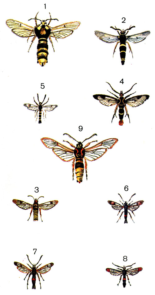  10. 1.	   (Sesia apiformis Cl (Aegeria); 2.	   (Paranthrene tabaniformis Rott.); 3.   (Bembecia hylaeiformis Lasp.); 4.	  (Aegeria scoliaeformis Bkh.); 5.   (A. tipulaef ormis Cl.); 6.   (A. culiciformis L.); 7.   (A. myopaeformis Bkh.); 8.   (A. formicaeformis Esp.); 9.	- (Sesia bembeciformis Hb. (A. crabroniformis Lew.)