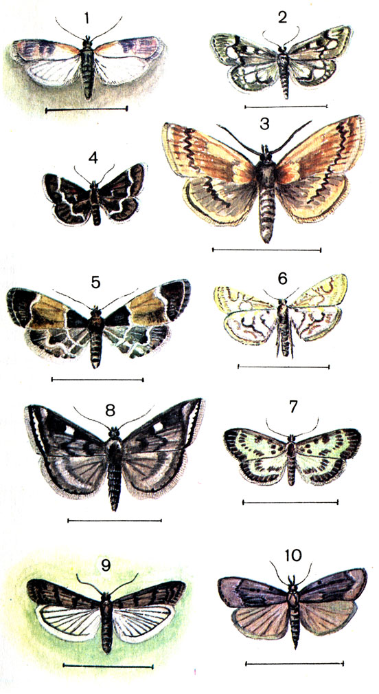 13. 1.	   (Plodia interpunctella Hb.); 2.	  (Perinephila coronata Hufn. (Pyrausta sambucalis Den. et Schiff.); 3.	 ,   (Ostrinia nubilalis Hb. (Pyrausta); 4.	  (Pyrausta nigrata Sc.); 5.   (Pyralis farinalis L.); 6.   (Nymphula nymphaeata L.); 7.	  (Eurrhypara hortulata L. (Urticata L.); 8.	  (Loxostege sticticalis L.); 9.	  (Anagasta kuehniella Z. (hestia); 10.   (Aphomia sociella L.)