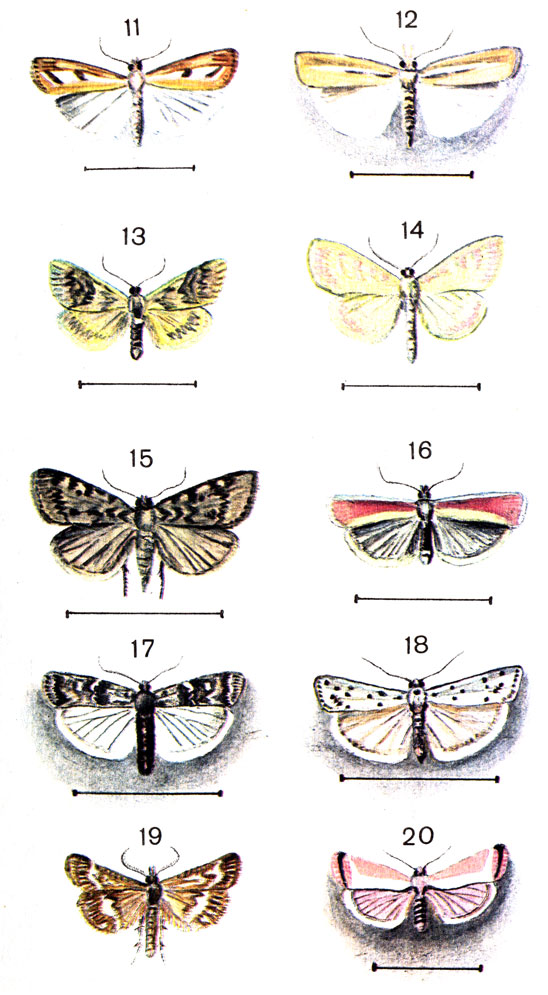  14. 11.	  (Catoptria permutatella . S. (Crambus); 12.   (Agriphila tristella Den. et Schiff. (Crambus); 13.   (Cyneda dentalis Den. et Schiff.); 14.	 -  (Microsteg pandalis Hb. (Pionea); 15.   (Aglossa pinguinalis L.); 16.   (Salebria semirubella Sc.); 17.	  (Dioryctria abietella Den. et Schiff.); 18.   (Myelois cribruniella Hb. (Cribrella); 19.	  (Cledeobia moldavica Esp.); 20.	  (Eurhodope rosella Sc. (Rhodophaea)