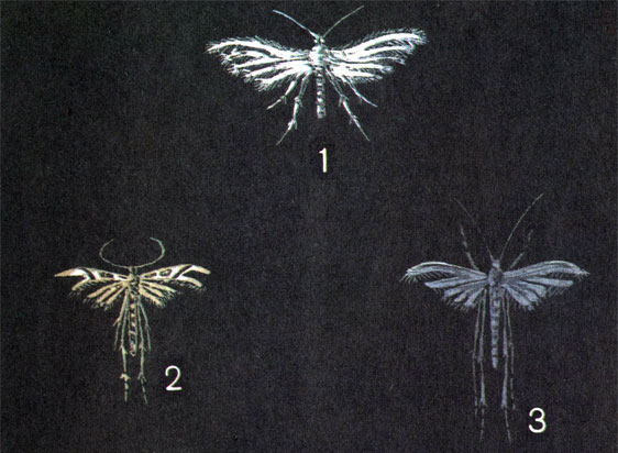  15. 1.	  (Alucita pentadactyla L.); 2.	  (Pselnophorus brachydactylus Koll); 3.   (Emmelina monodactyla L. (Pterophorus monodactulus L.)
