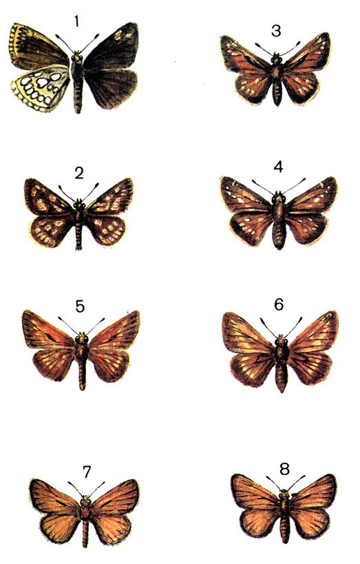  16. 1.	- (Heteropterus morpheus Pall.); 2.	- (Pamphilida palaemon Pall.); 3. - (Hesperia comma L. (Augiades) - ; 4.	- - ; 5.	  (Ochlodes venatus Brem. (Augiades sylvanus Esp.) - ; 6.   - ; 7.	- (Thymelicus lineola . (Adopaea) - ; 8. - - 