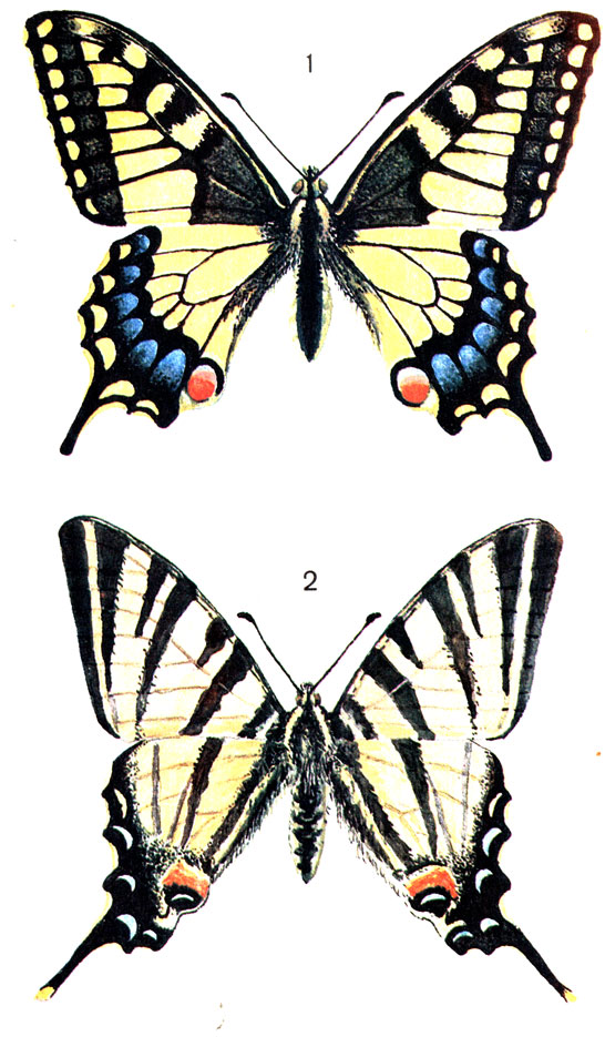  18. 1.  (Papilio machaon L.); 2. ,   (Jphiclides padalirius L. (Papilio)