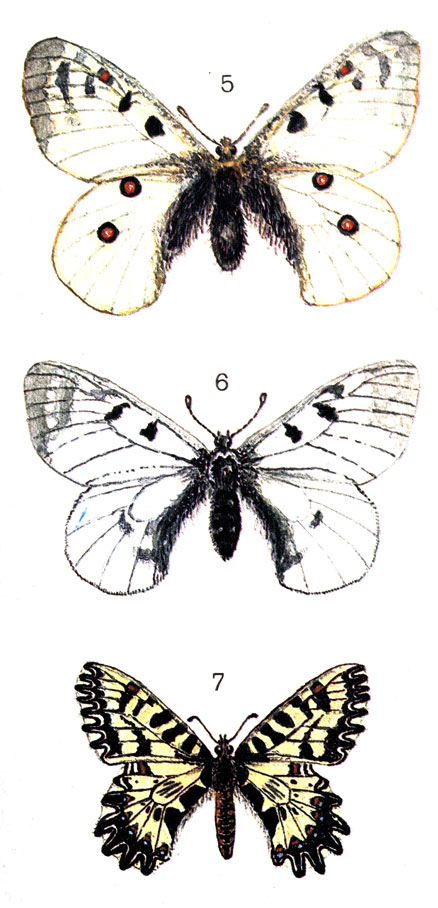  20. 5.  (Parnassius phoebus F. (Delius Esp.); 6. ,    (Parnassius mnemosyne L.); 7.  (Zerynthia polyxena Den. et Schiff.)