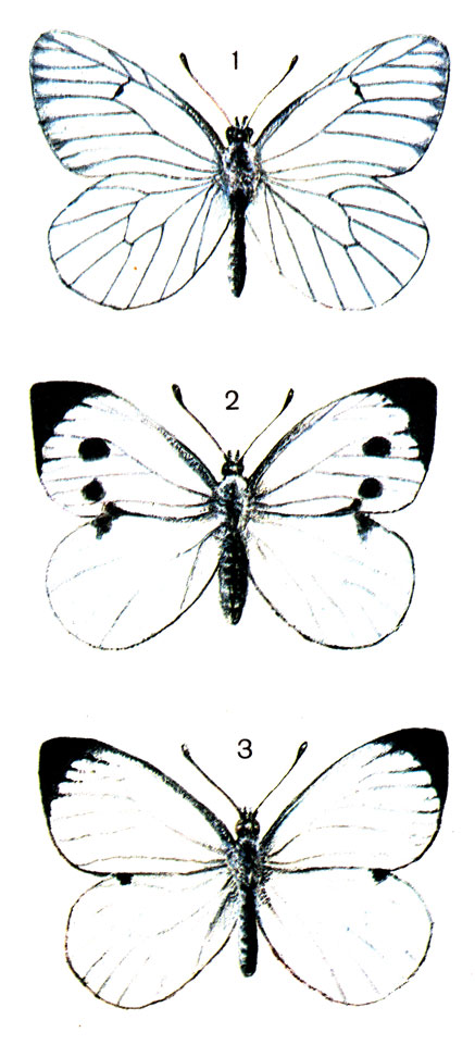  21. 1.	 (Aporia crataegi L.); 2.  (Pieris Brassicae L.) - ; 3.  - 