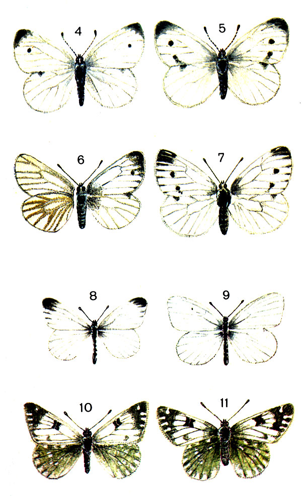  22. 4.	 (Pieris rapae L.) - ; 5.	 - ; 6.	 (Pieris napi L.) - ; 7.	 - ; 8.	  (Leptidea sinapsis L.) - ; 9.	  - ; 10.	  (Pontia chloridice Hb. (Sinchlo) - ; 11.   - 