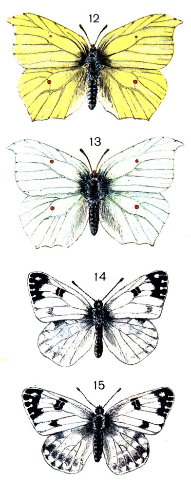  23. 12.	,   (Gonepteryx rhamni L.) - ; 13.	,   - ; 14.  ,   (Pontia daplidice L. (Sinchloe) - ; 15.  ,   - 