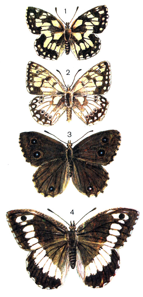  27. 1.	 (Melanargia galathea L.); 2.  (Melanargia russiae Esp. (Suwarovius Hbc); 3.	 (Satyrus druas Sc.); 4.  (Hipparchia circe F. (Satyrus)