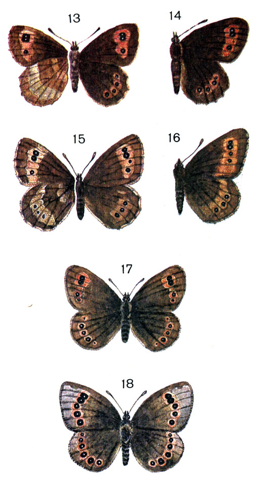  30. 13.	- (Erebia aethiops. Esp.) - ; 14.	- - ; 15.  ,   (Erebia ligea L.) - ; 16.  ,   - ; 17. - (Erebia medusa Den. et Schiff.); 18.	  (Callerebia phegea Bork. (afer Esp.)
