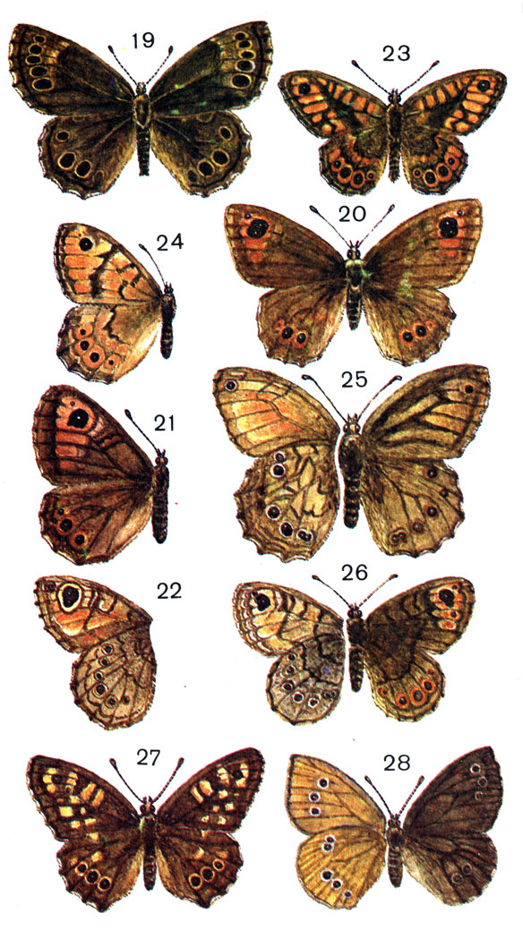  31. 19.	 (Pararge achine Sc.); 20.	 (Lasiommata maera L. (Pararge) - ; 21.	 - ; 22.  -  ; 23.  (Lasiommata megera L. (Pararge) - ; 24.	 - ; 25.	 (Kirinia climene Esp. (Pararge); 26.  (Lasiommata petropolitana F. (hiera Hb.); 27.  (Pararge aegeria L.); 28.  - (Aphantopus hyperantus L.)