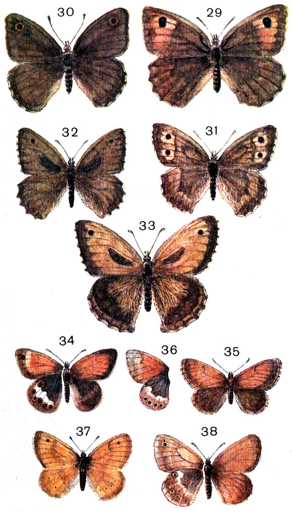  32. 29.	  (Hyponephele jurtina L. (janira L.) - ; 30.	  - ; 31.  (Hyponephele lycaon Rott. (Epinephele) - ; 32.  - ; 33.	 (Hyponephele lupina intermedia Stgr.); 34. - (Coenonympha arcania L.); 35. - (Coenonympha amyntas Poda (iphis); 36. - -  ; 37.   (Coenonympha pamphilus L.); 38.   (Coenonympha tullia Mull, (tiplion Rott.)