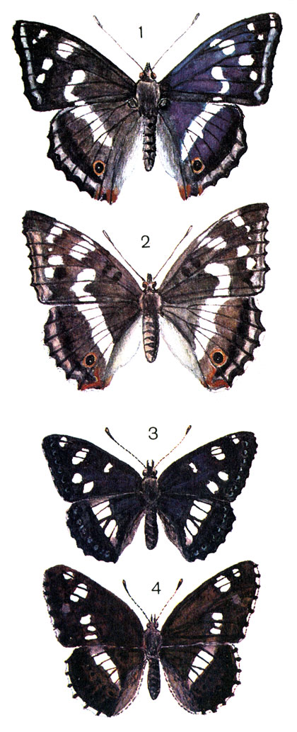  33. 1.	  (Apatura iris L.) - ; 2.   - ; 3.   (Limenitis reducta Stgr. (rivularis Lep.); 4.   (Limenitis Camilla L. (sibilla L.)