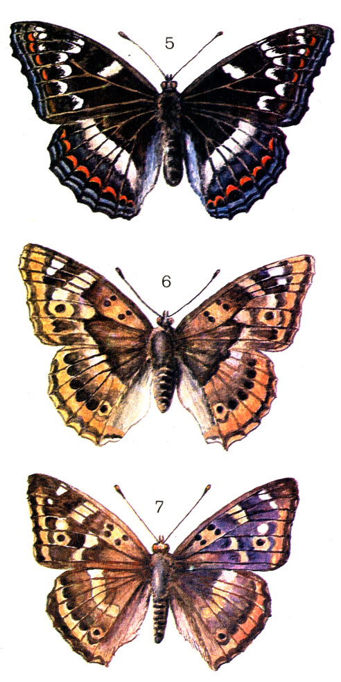  34. 5.	   (Limenitis populi L.) - ; 6.   (Apatura ilia Den. et Schiff.) - ; 7.   - 