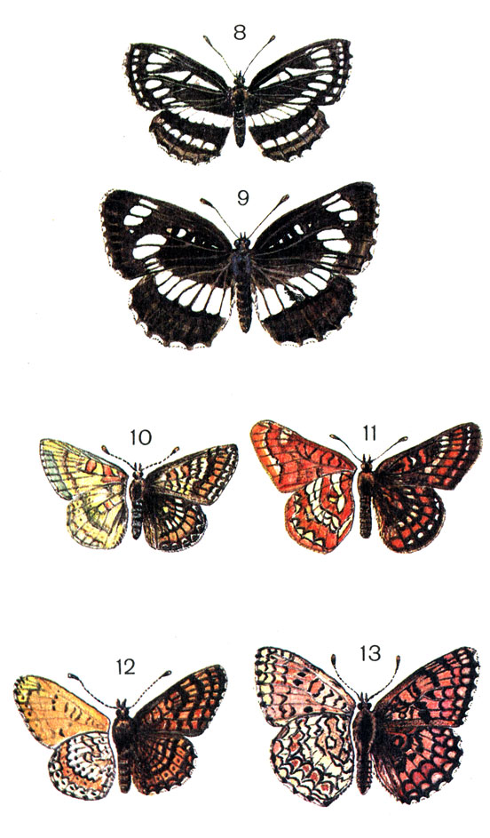  35. 8.	- (Neptis sappho Pall, (aceris Esp.); 9.	  (Neptis rivularis Sc. (lucilla Den. et Schiff.); 10.	- (Euphydryas aurinia Rott. (Melitaea); 11.	- (Euphydryas maturna L. (Melitaea); 12.	- (Melitaea cinxia L.); 13. - (Melitaea phebe Den. et Schiff.)