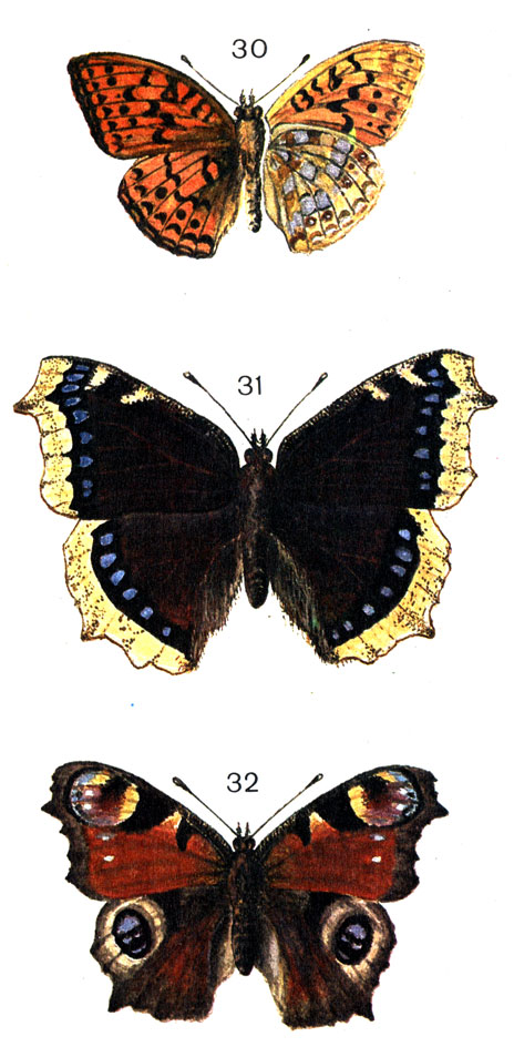  39. 30.	- (Argynnis aglaja L.); 31.	 (Nymphalis antiopa L. (Vanessa); 32.   (Nymphalis io L. (Vanessa)