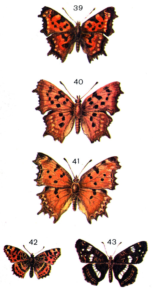  42. 39.	 - (Polygonia C-album L.); 40.	  '' (Polyg. C-album m. hutchinsoni Robs.); 40.   '' (Polyg. C-album m. hutchinsoni Robs.); 42.   (Araschnia levana L.); 43.   (Araschnia levana m. prorsa L.)