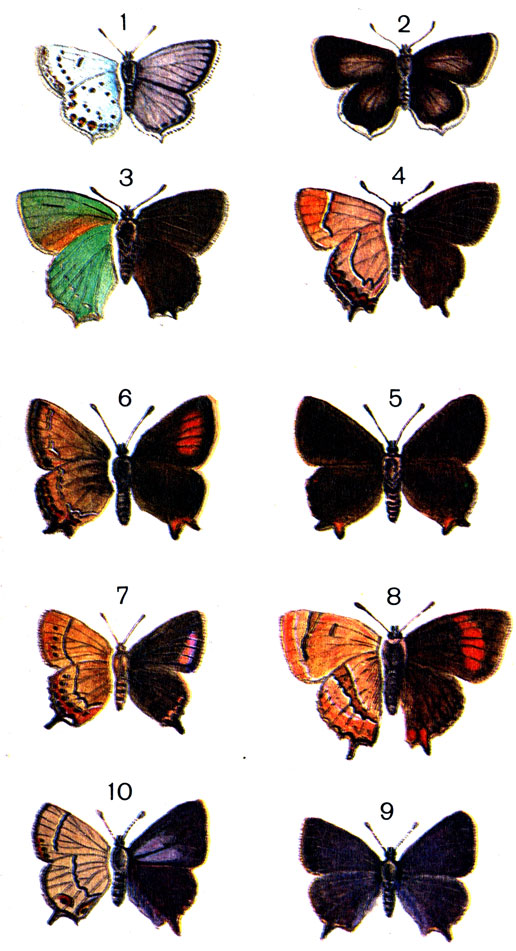  43. 1.	- (Everes argiades Pall.) - ; 2. - - ; 3.	 (Callophrys rubi L.); 4.	 W- (Strymon W-album Knoch. (Thecla); 5.   (Strymon ilicis Esp. (Thecla) - ; 6.   - ; 7.	  (Strymon pruni L. (Thecla); 8.   (Thecla betulae L. (Zephyrus); 9.   (Thecla cuercus L. (Zephyrus) - 