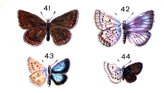  47. 41.	- (Polyommatus amandus Schn. (Lycaena) - ; 42.	- - ; 43.	 - (Polyom. nicias Meigen (donzelii Bsd.); 44.   (Cupido minimus Fssl. (Lycaena)