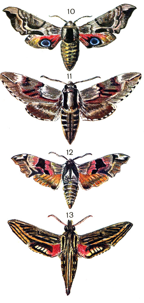  56. 10.   (Smerinthus ocellatus L.); 11.   (Sphinx pinastri L.); 12.   (Dilina tiliae L. (Mimas); 13.    (Deilephila celerio L. (Hippotion)