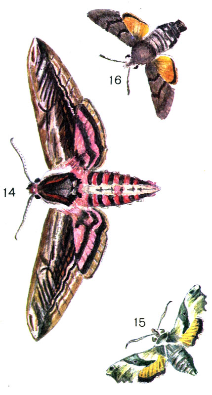  57. 14.   (Sphinx ligustri L.); 15.  (Proserpinus proserpina L.); 16.   (Macroglossum stellatarum L.)